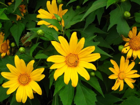 Hãy rực rỡ như những đoá hoa.